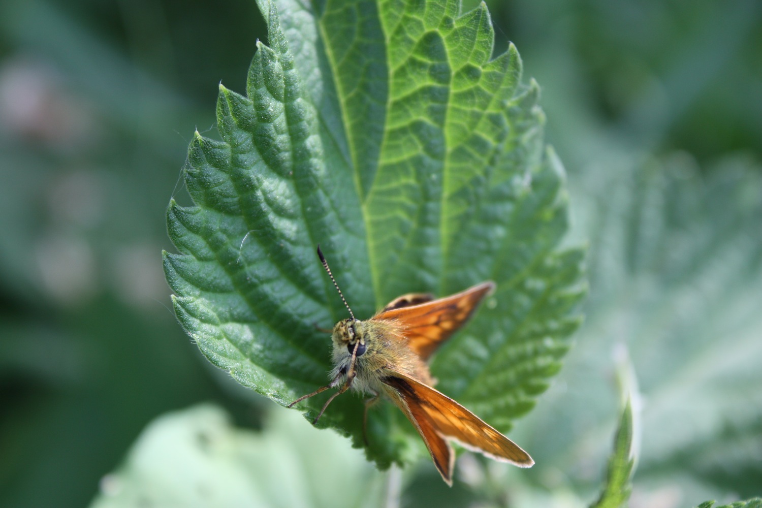 OCHLODES VENATUS ?